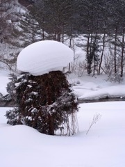 さらに、こんなんなってました。