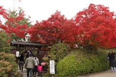天竜寺、通り抜けできます