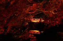 大覚寺のライトアップにて