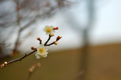 梅の花