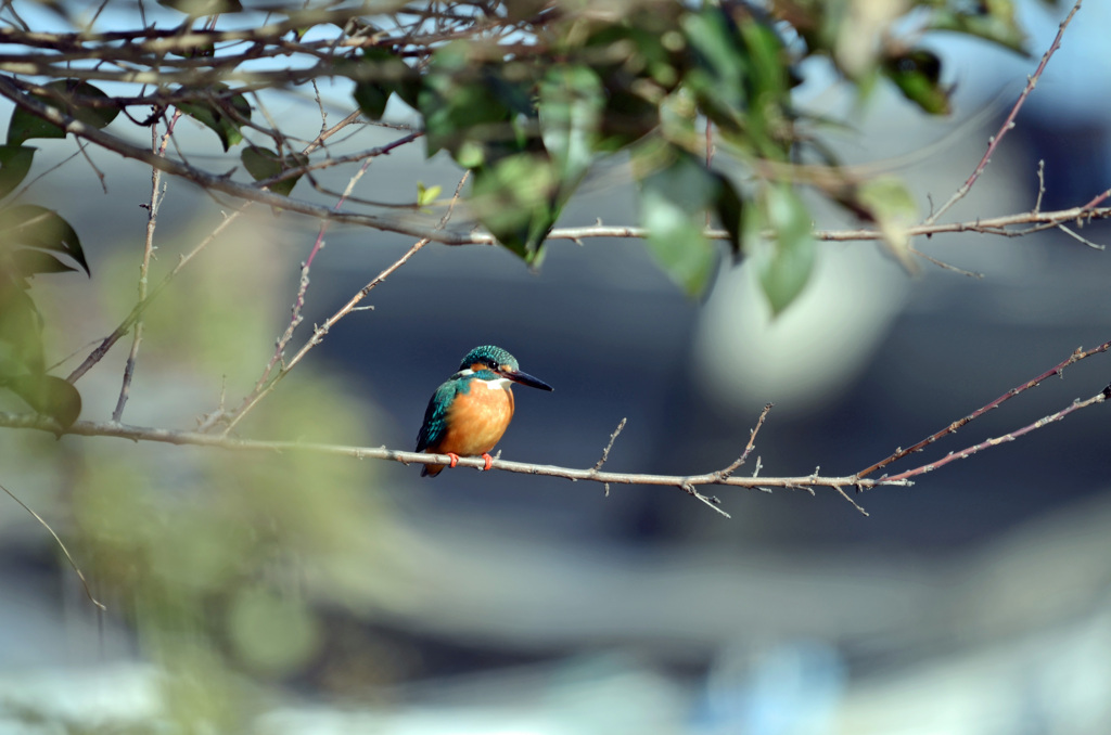 戦闘機の脇でカワセミ