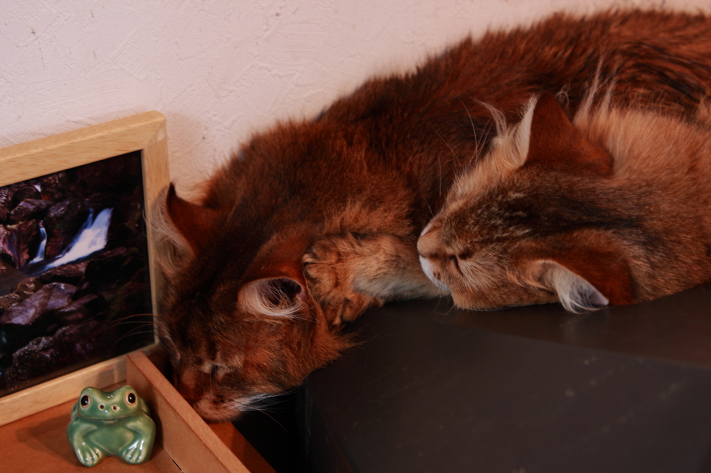 カエルと猫