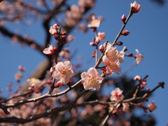 ume