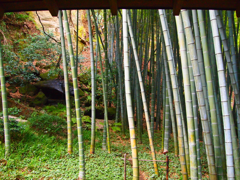 bamboo
