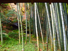 bamboo