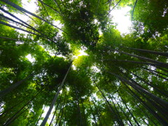 houkokuzi