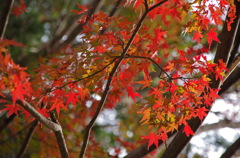 大平山　謙信平の紅葉