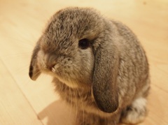 うさちゃん