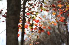 紅葉