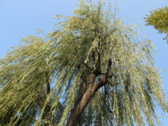 公園の柳