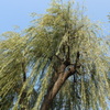 公園の柳