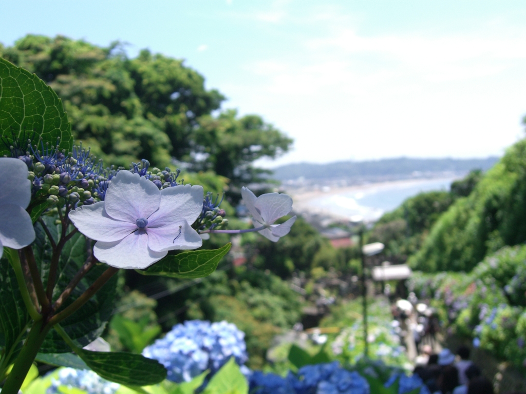鎌倉紫陽花