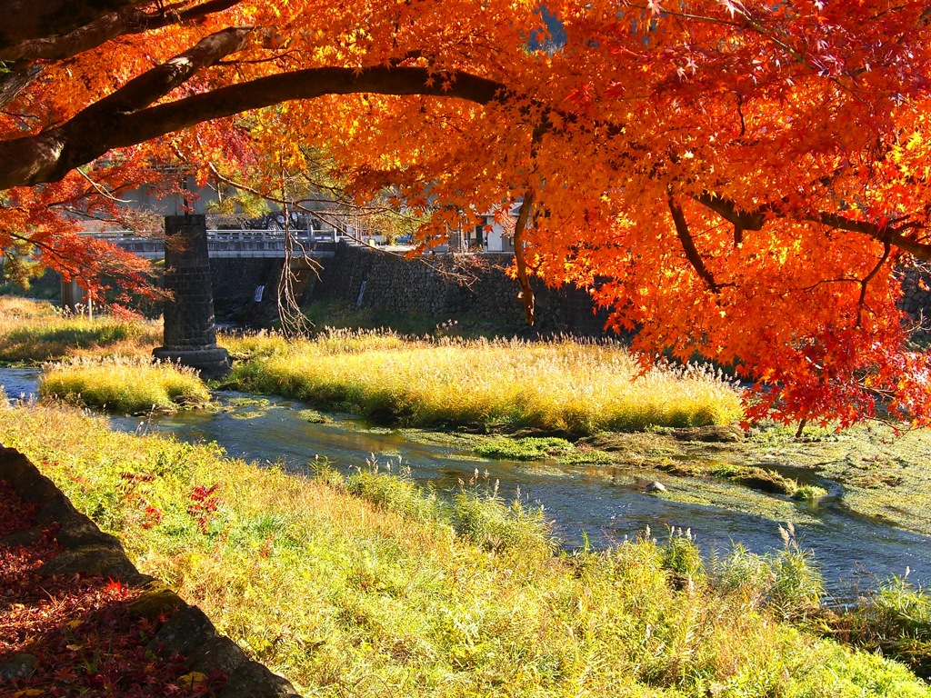 紅葉
