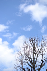 冬空に向かって