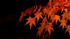 紅葉