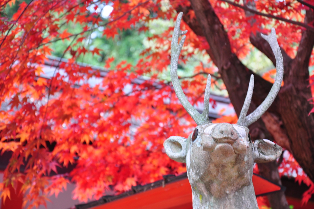 鹿さんと紅葉
