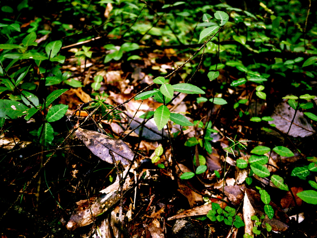 plant