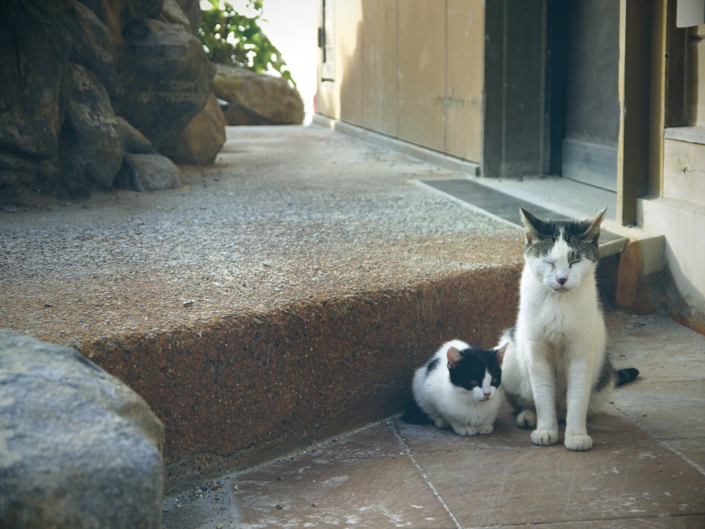 cats