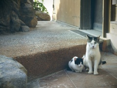 cats