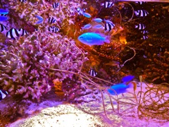 deepBlue