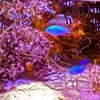 deepBlue