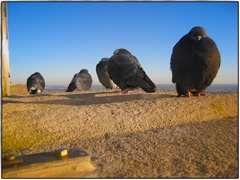 Empire State Pigeons