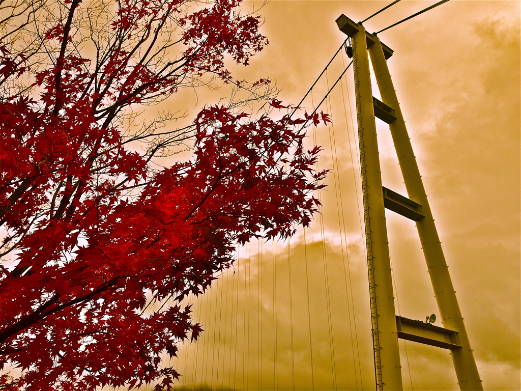 autumn foliage