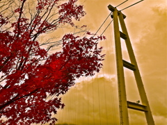 autumn foliage