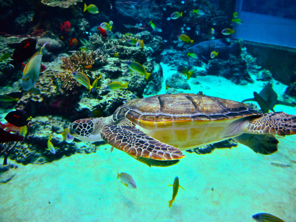 Sea turtle