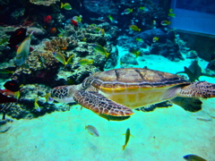 Sea turtle