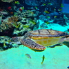 Sea turtle