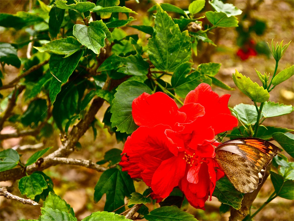 butterfly