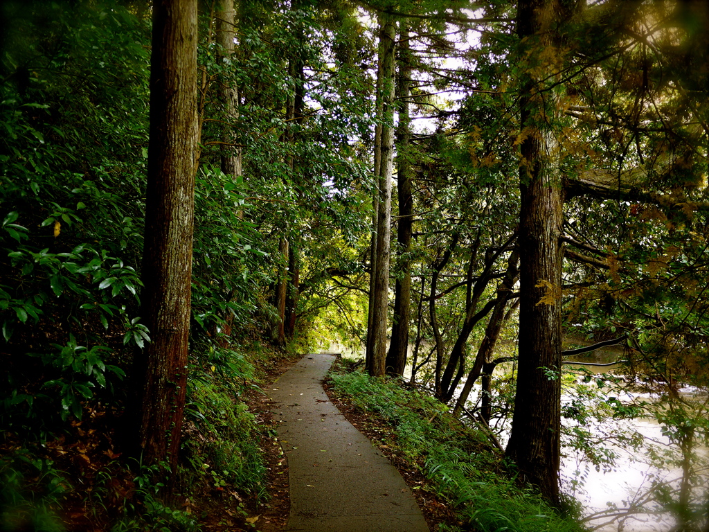 forest