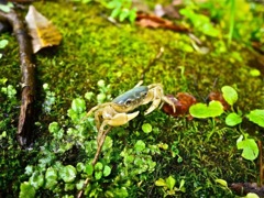 freshwater crab