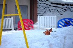 雪に埋もれた、おめめパッチリのシカ