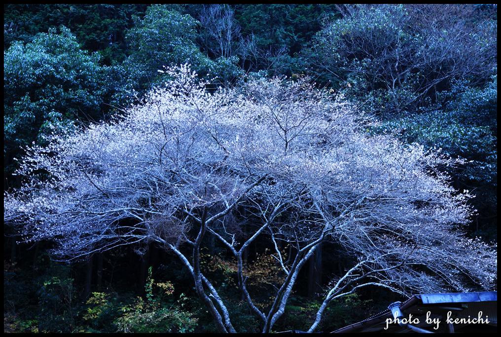 夢