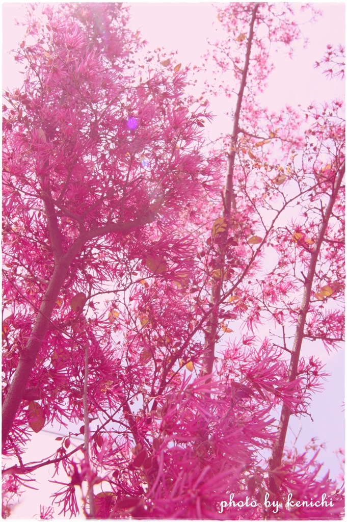 あわいピンクの木