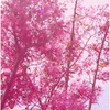 あわいピンクの木
