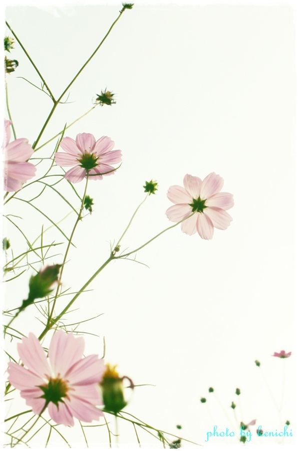 押し花