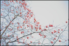 冬の柿