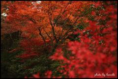 曇りの日紅葉もどんより