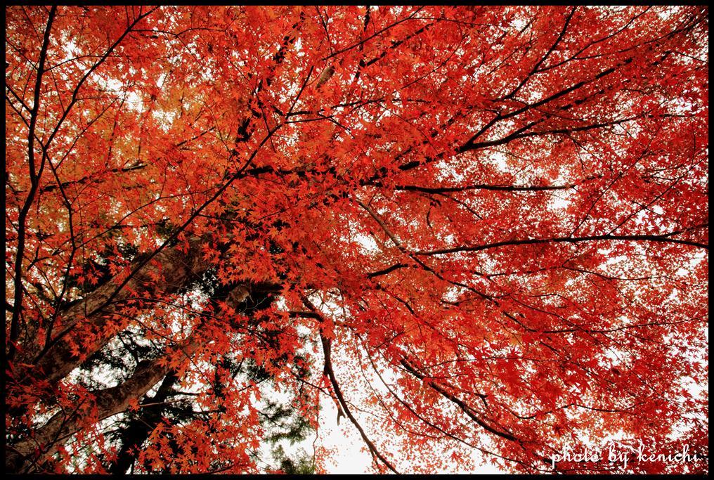 空に広がる真っ赤な紅葉