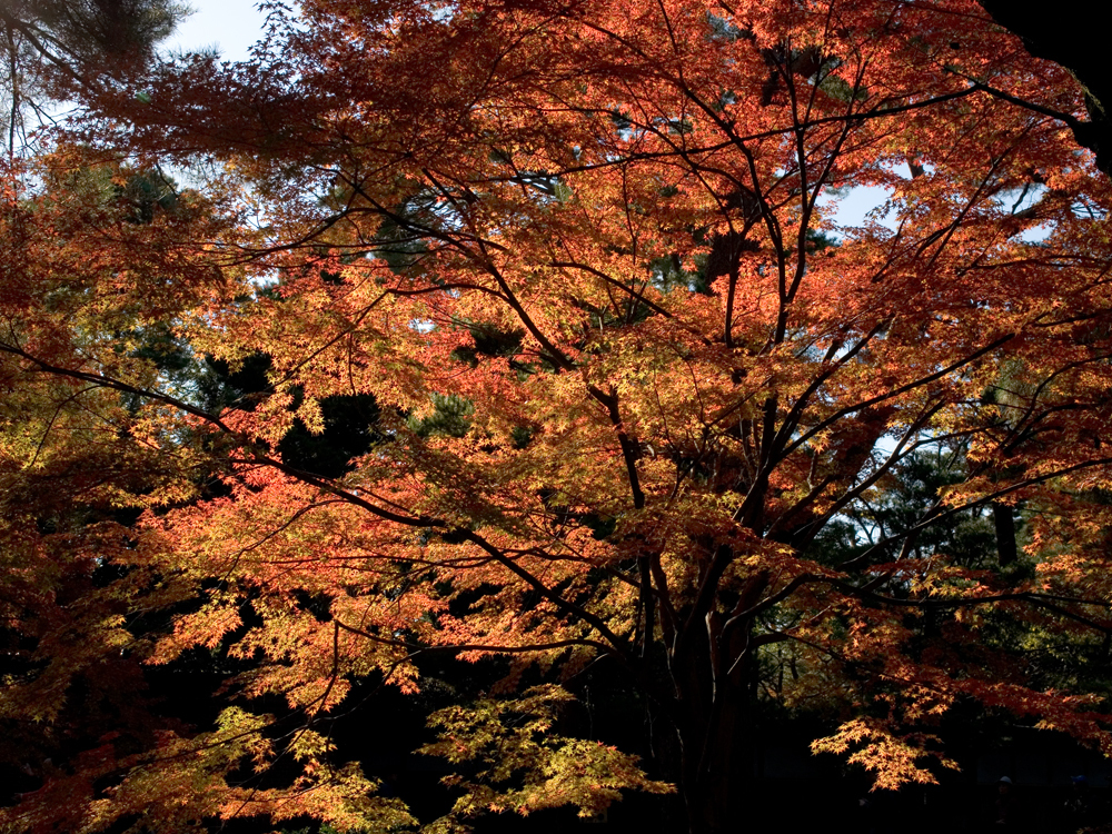紅葉