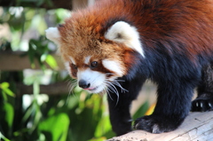 祝！　1人動物園