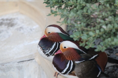 祝！1人動物園 