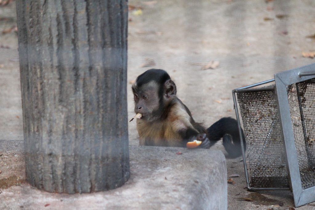 祝！1人動物園 