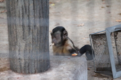 祝！1人動物園 
