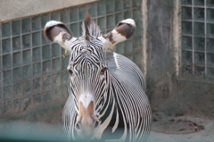祝！1人動物園 