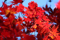 いざ、鎌倉　紅葉