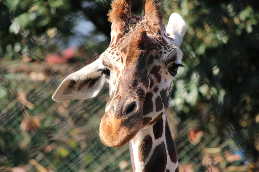 祝！1人動物園 
